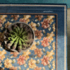 FLORAL MUSE CENTRE TABLE COVER - DENIM BLUE 2 Floral Muse Center Table Cover-Denim Blue